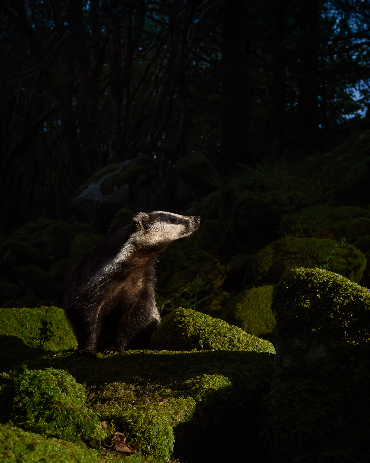 Badger appearing in the night forest