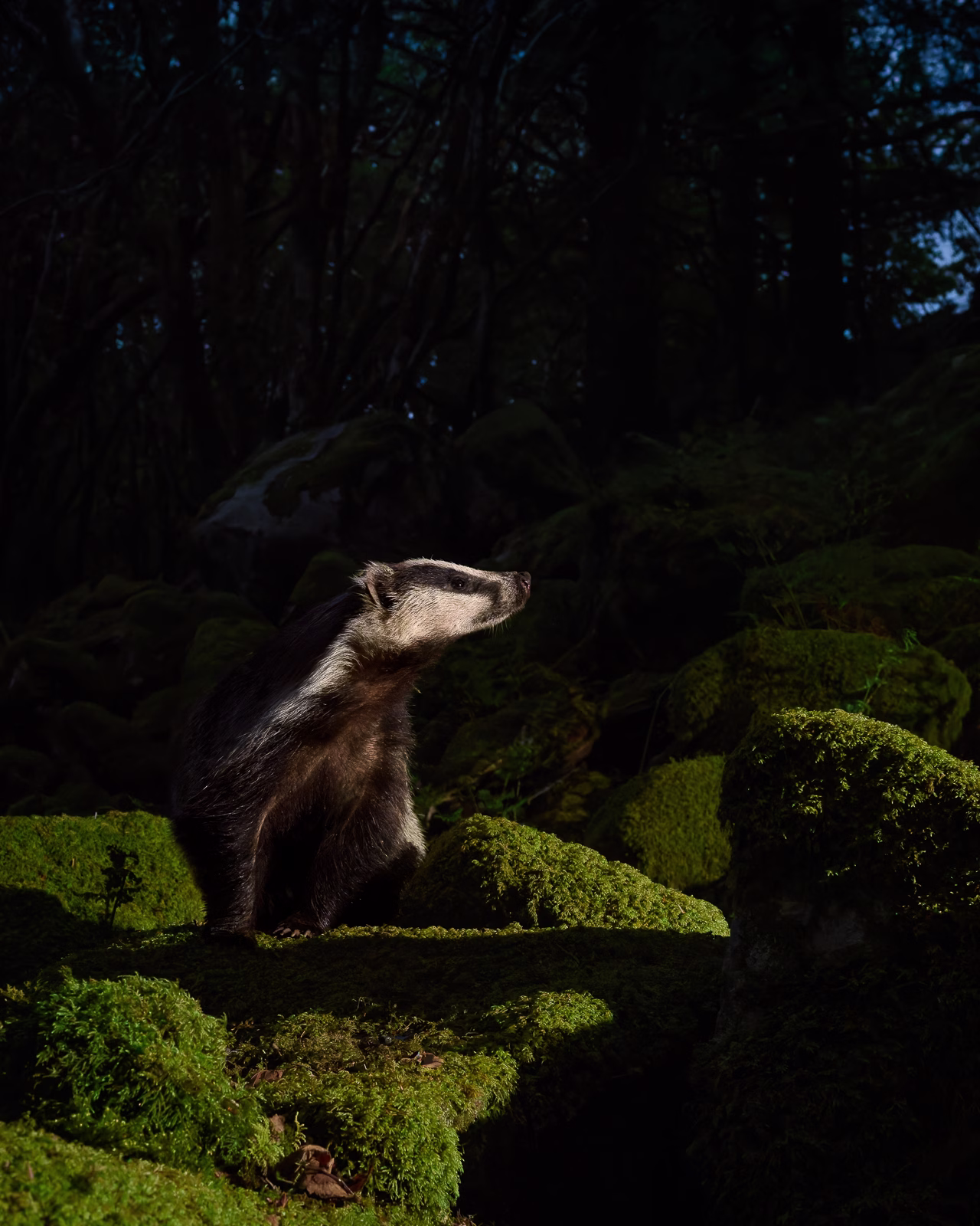 Badger appearing in the night forest