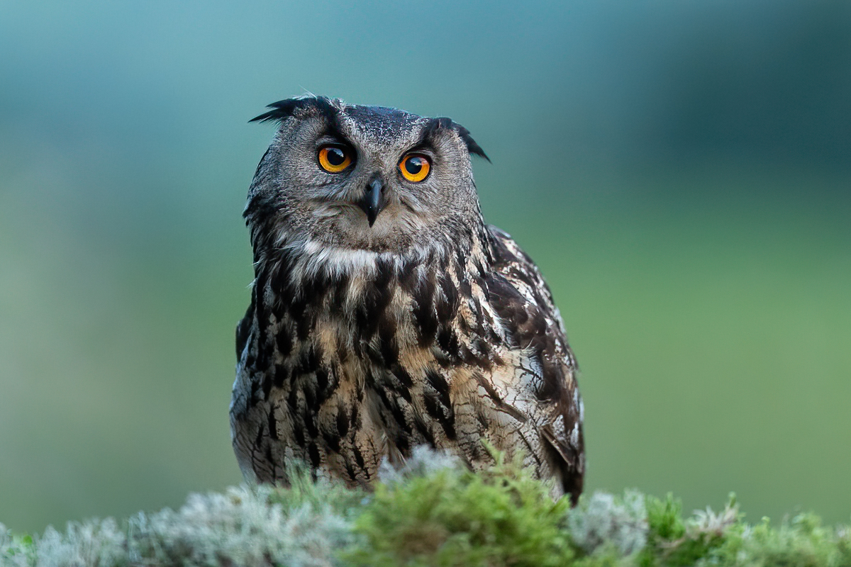 Close up with the eagle owl