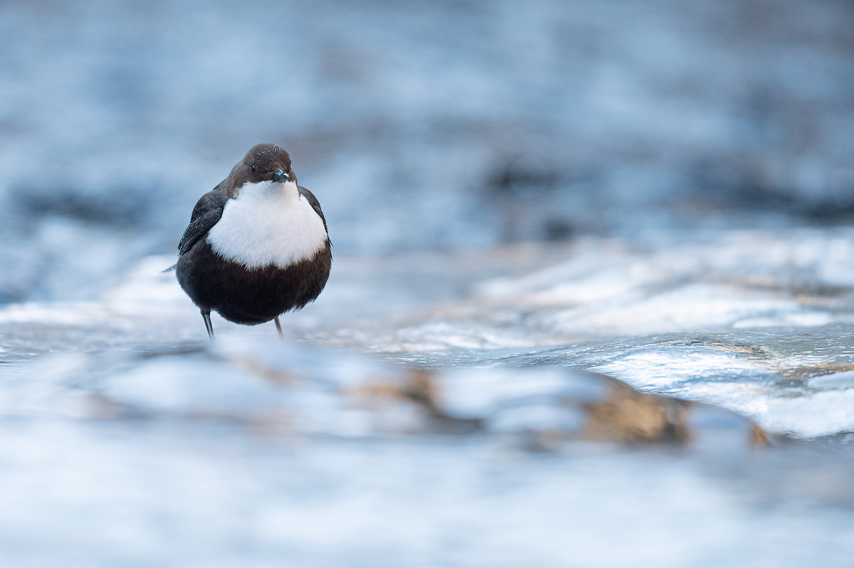 White-throated dipper in a freezing river