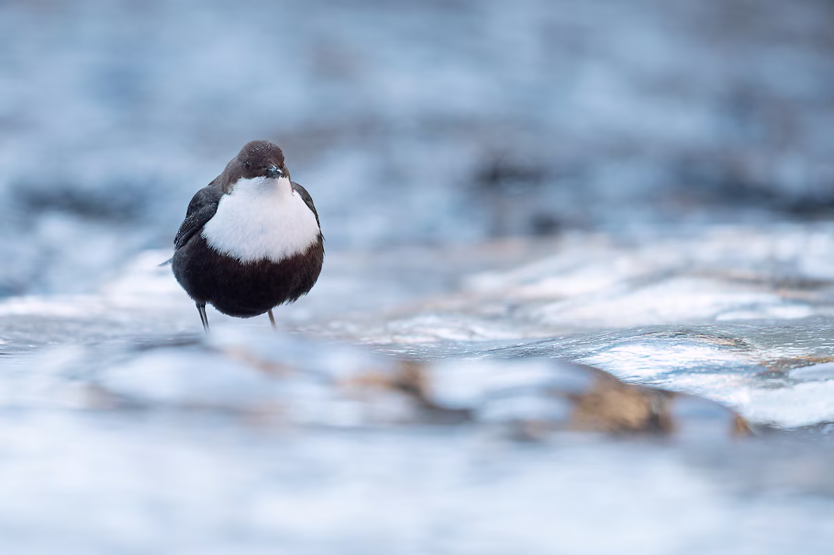 White-throated dipper in a freezing river