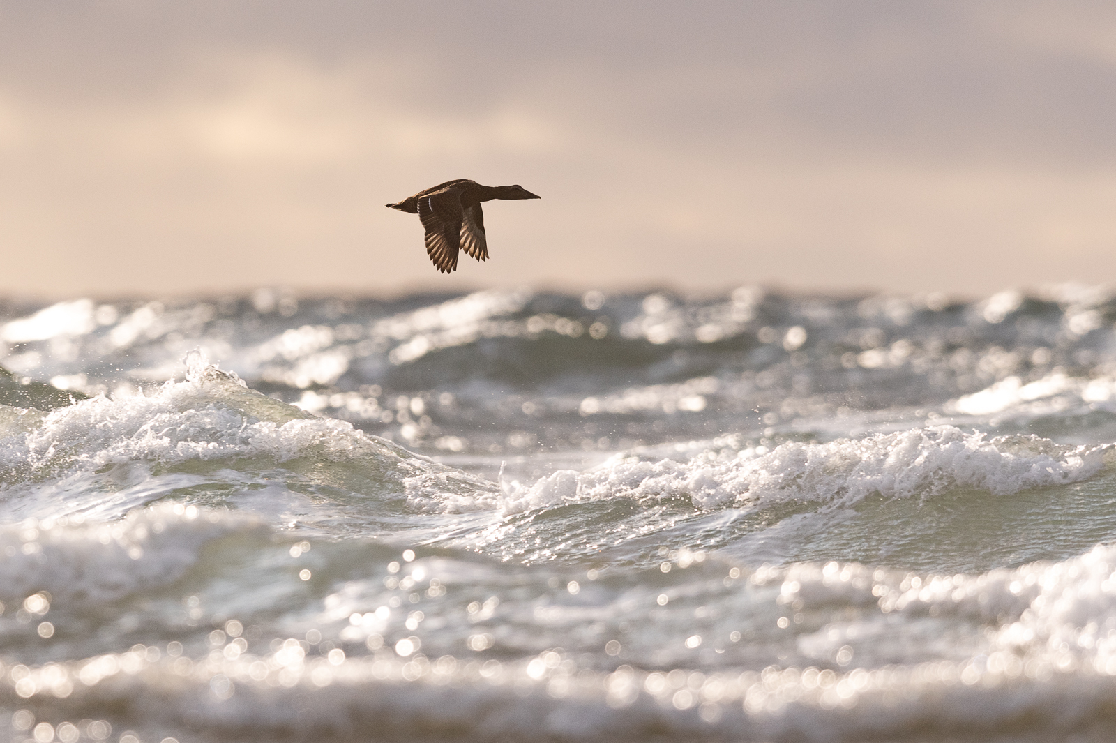 Eider flying over rough sea