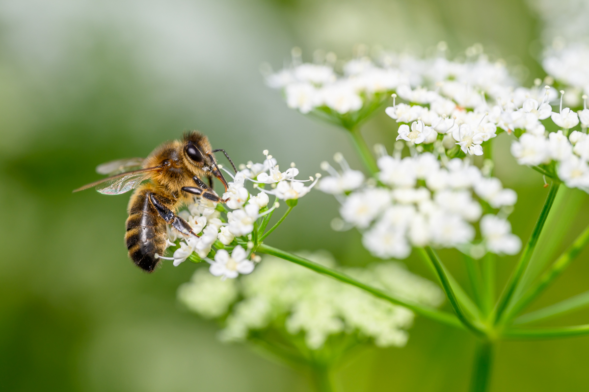 Honey bee at work