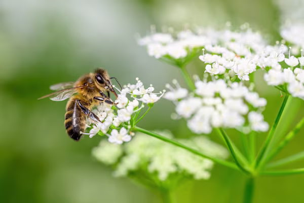 Honey bee at work