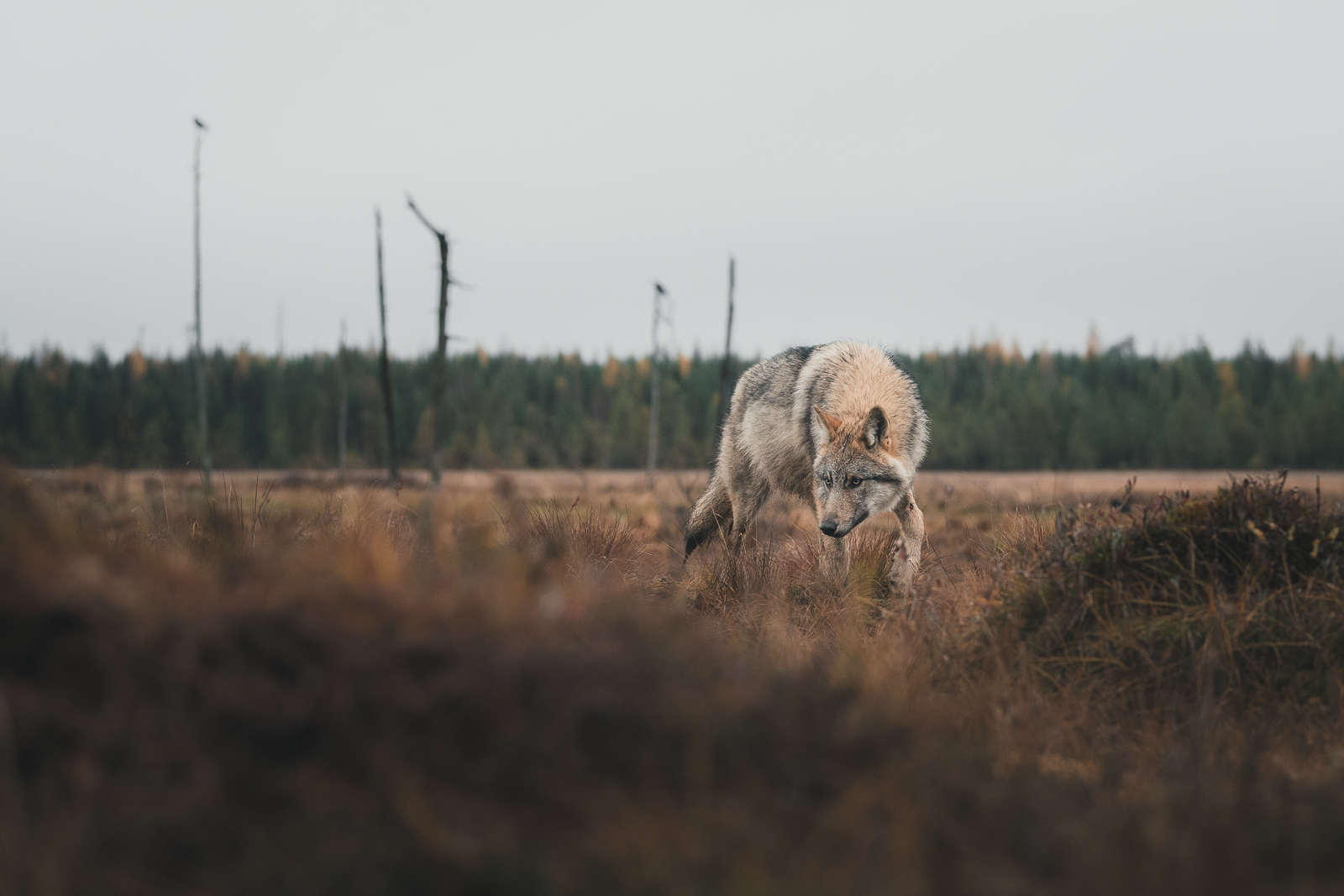 A lurking grey wolf on the marsh