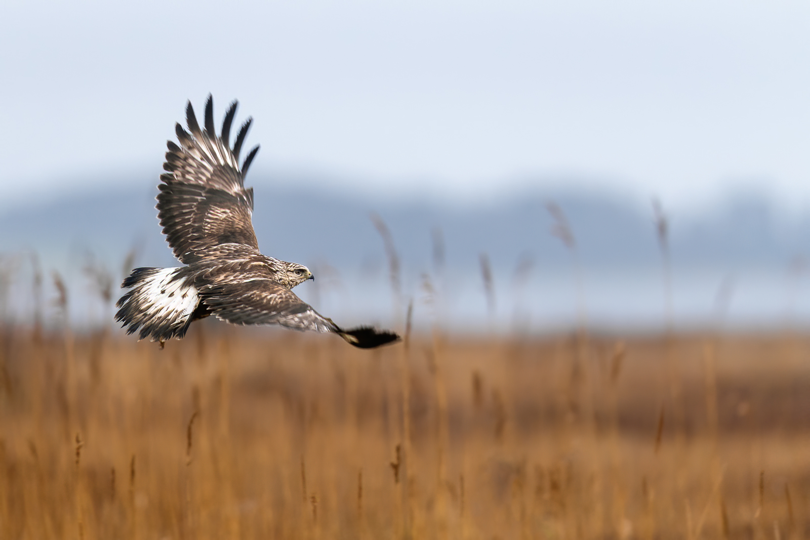 Rough-legged buzzard in flight