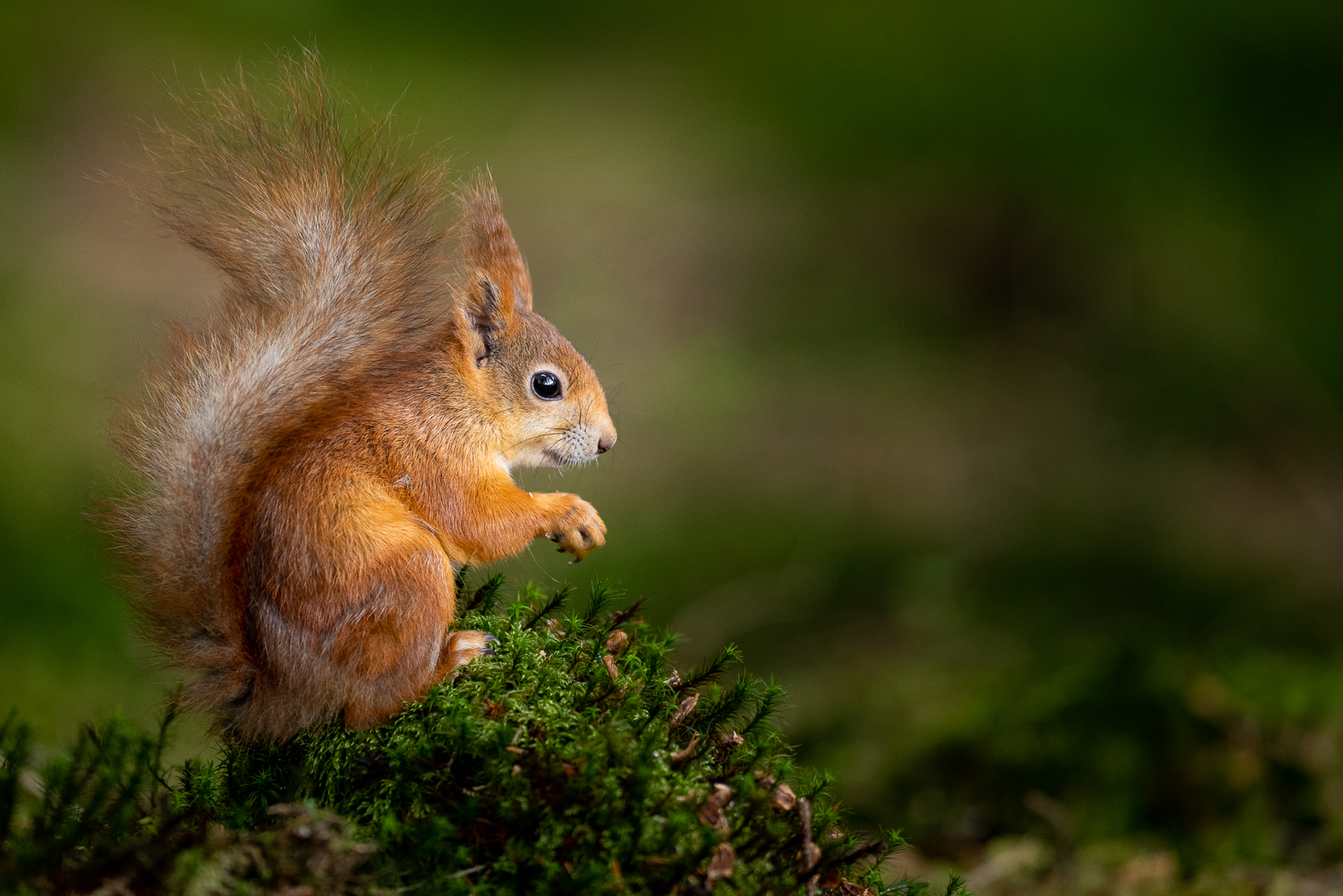 Portrait of a squirrel