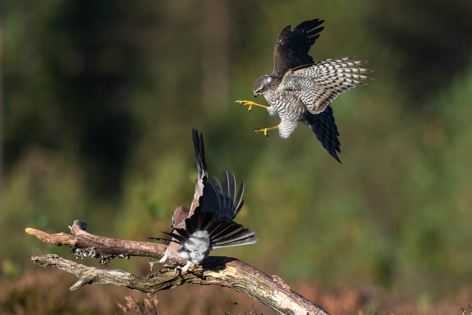 Sparrowhawk attacking the jay