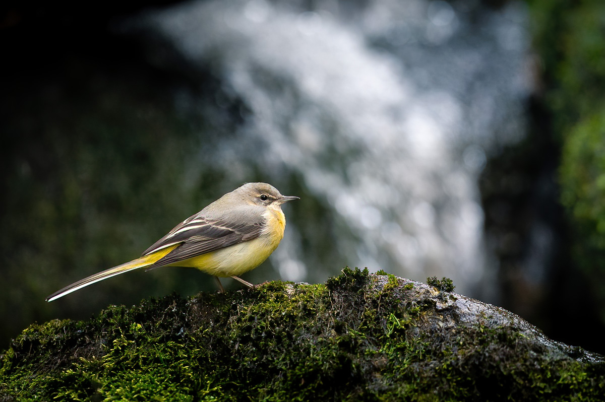 Grey wagtail in front of a waterfall