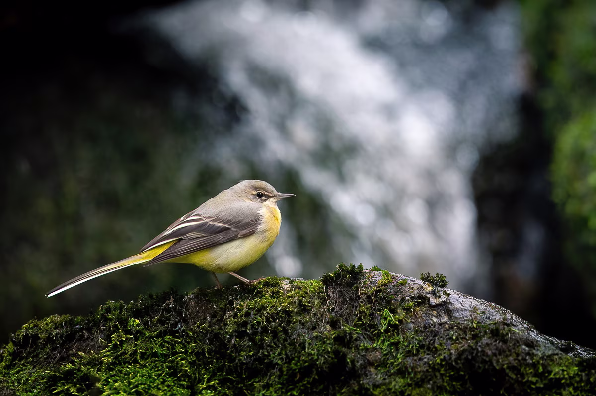 Grey wagtail in front of a waterfall