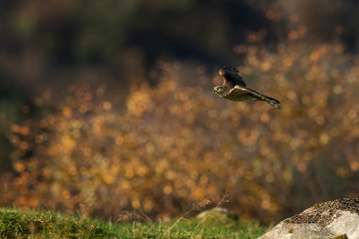 Sparrowhawk in autumn colors