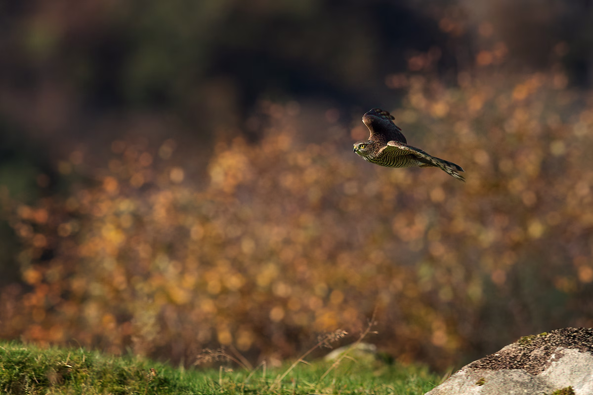 Sparrowhawk in autumn colors
