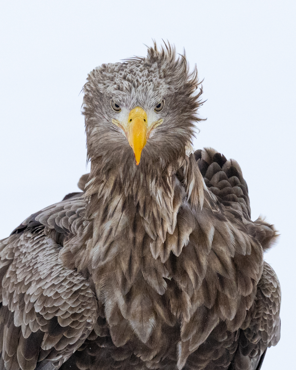 Portrait of an adult white tailed eagle