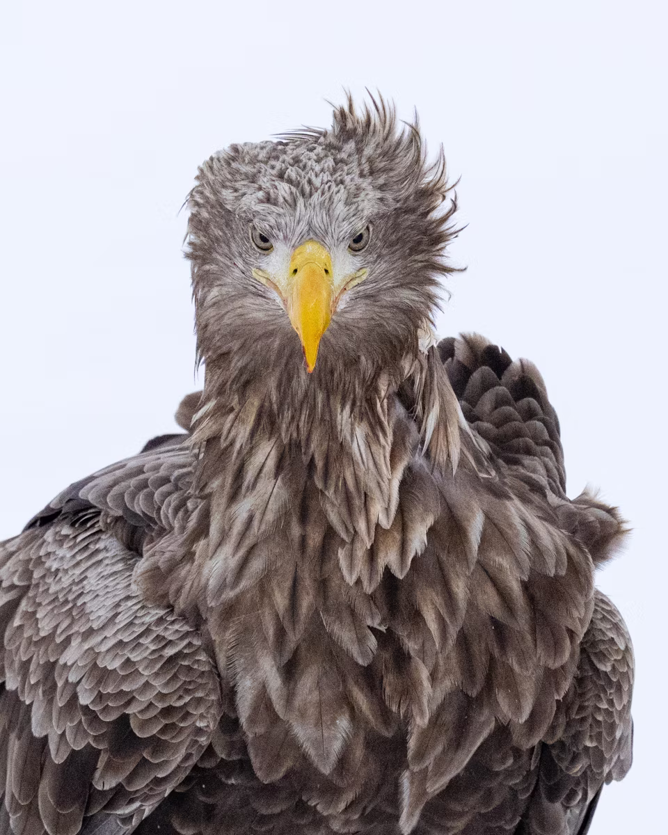 Portrait of an adult white tailed eagle