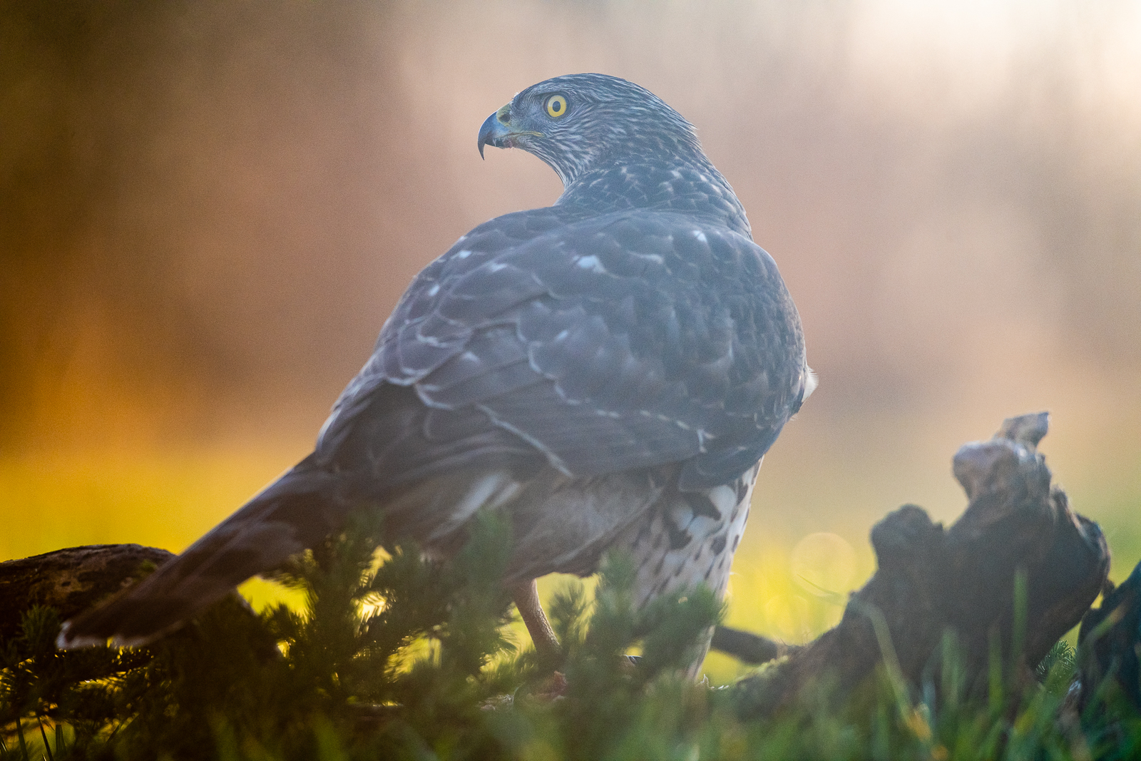 Goshawk looking over the shoulder