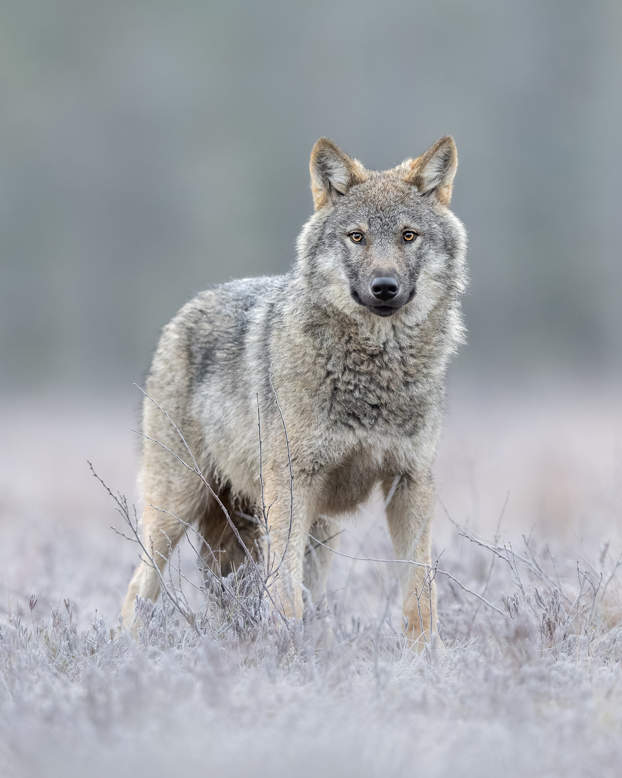 The majestic grey wolf in cold conditions