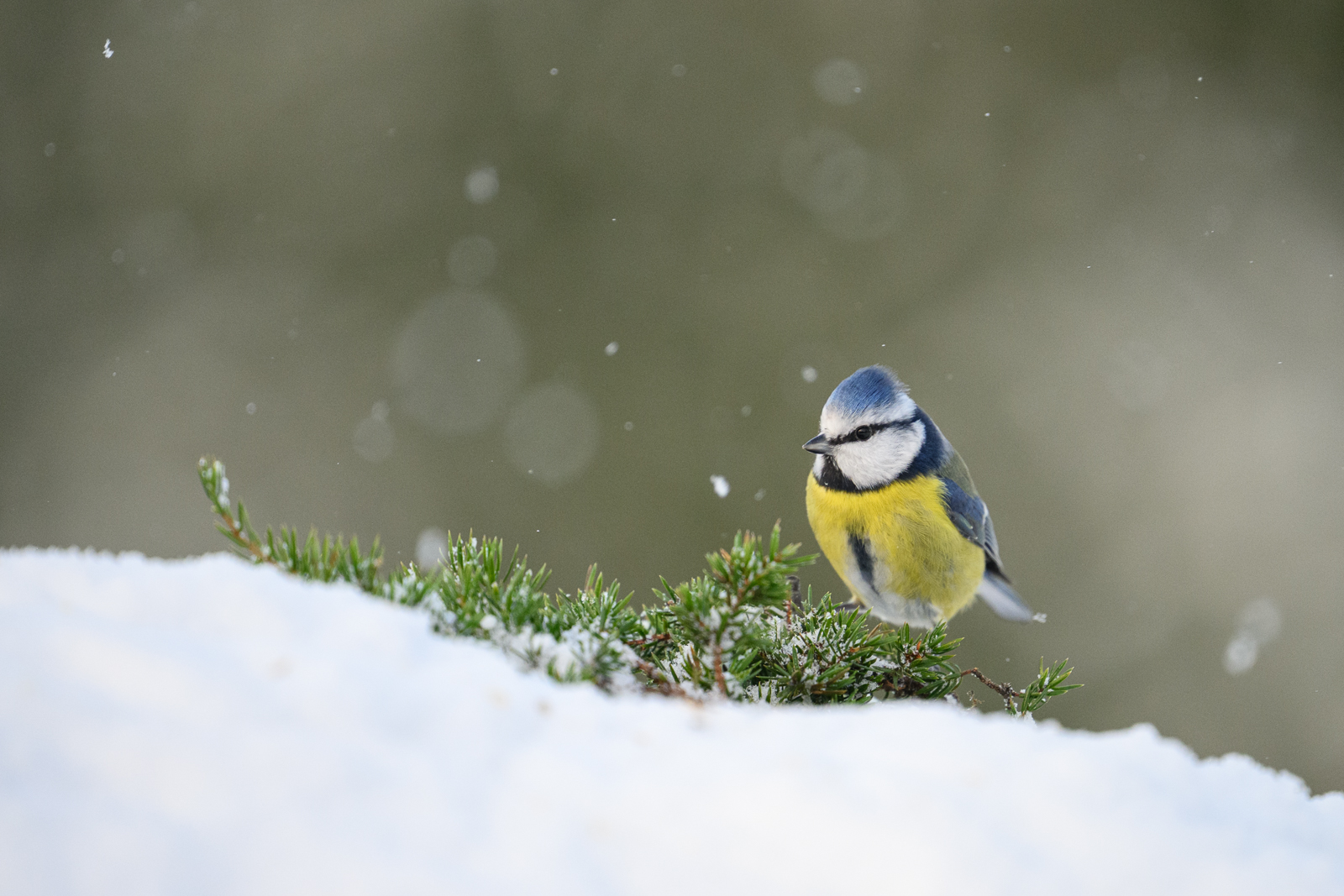 Blue tit in the snow