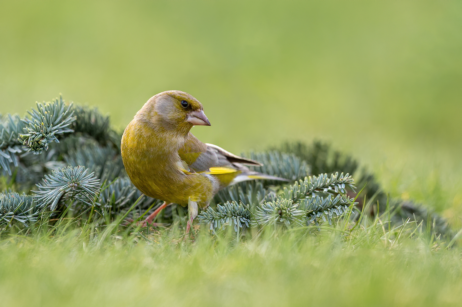 Greenfinch in green surroundings