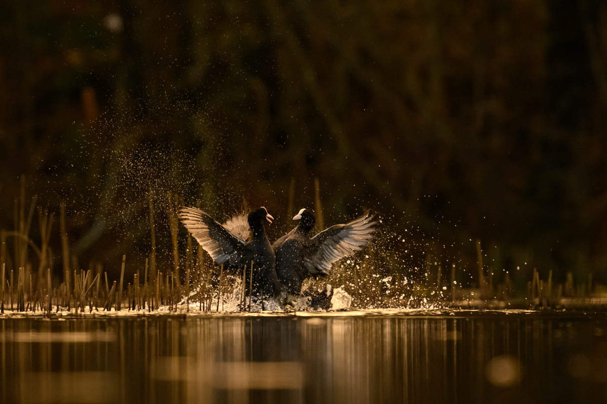 Fighting coots