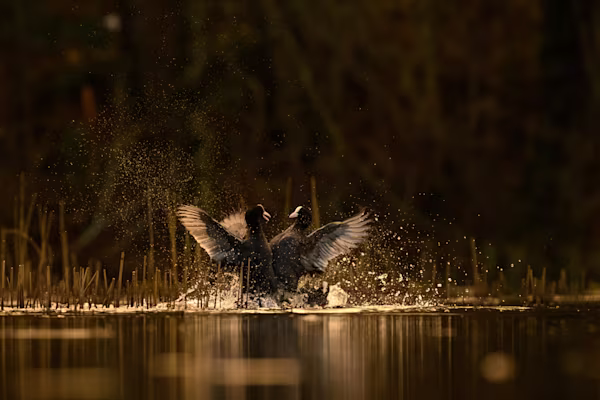 Fighting coots