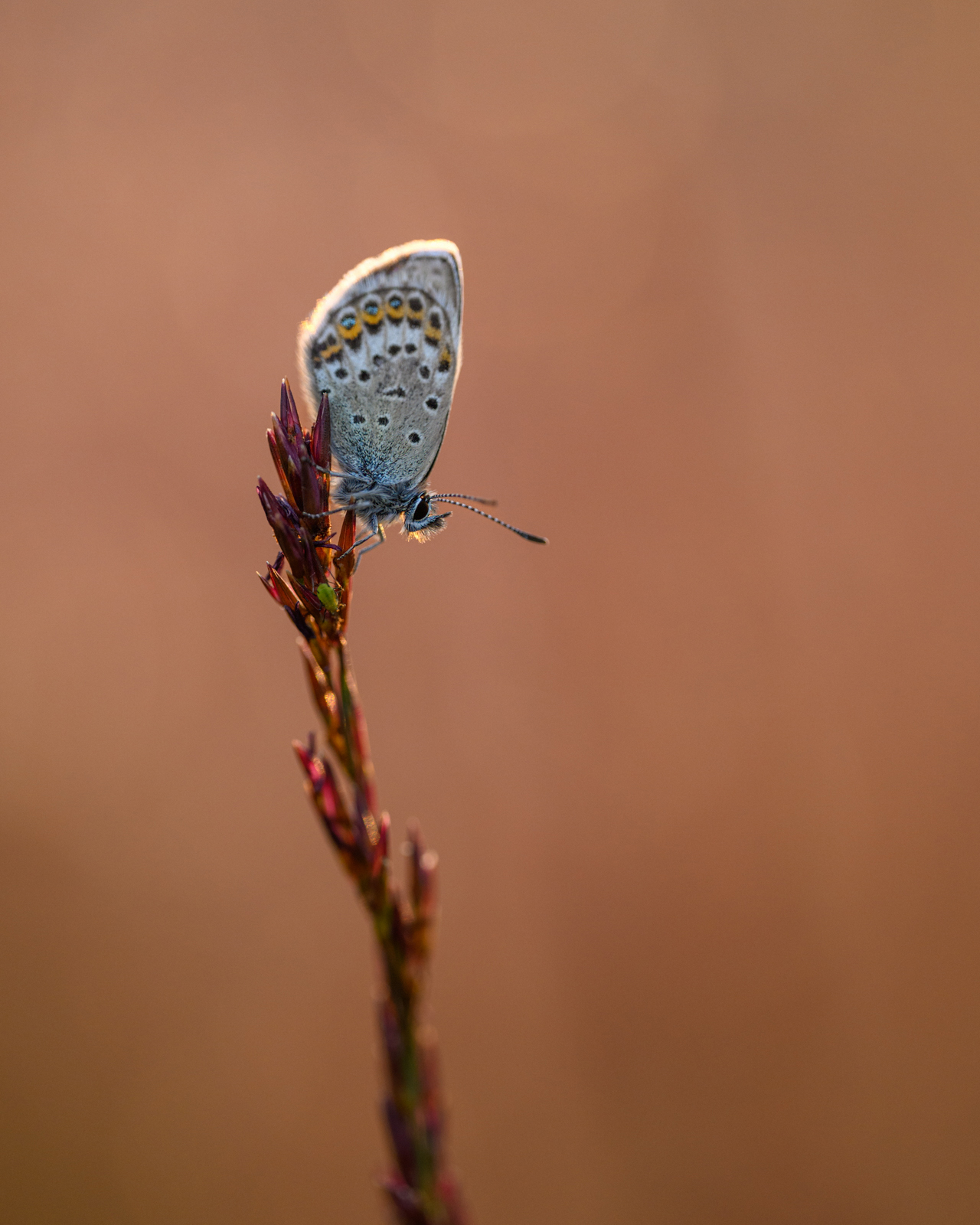 Idas blue butterfly in evening light