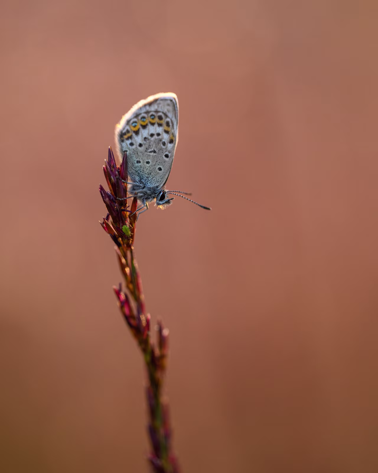 Idas blue butterfly in evening light