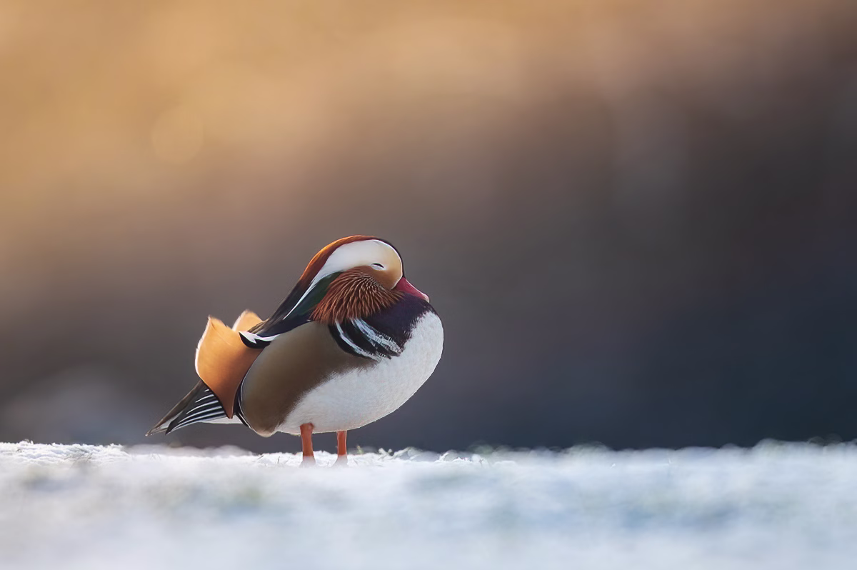 Sleeping beauty - the Mandarin duck