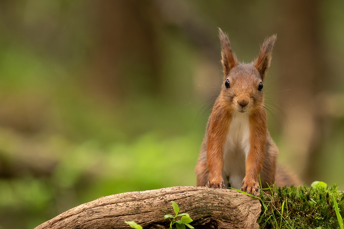 Portrait of the red squirrel