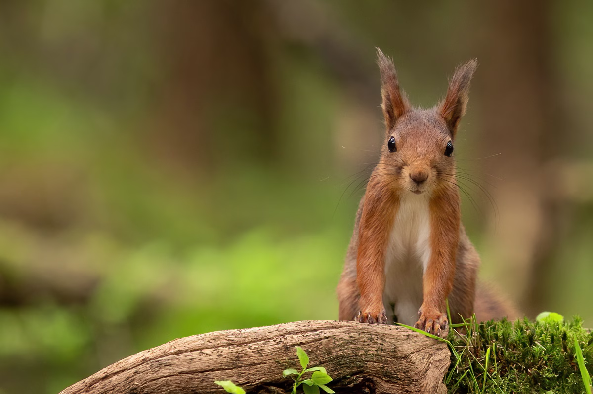 Portrait of the red squirrel