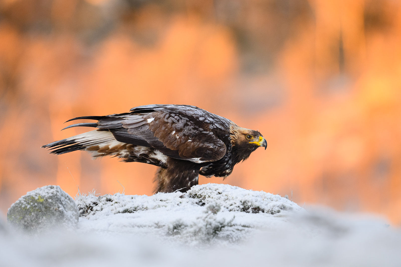 Cold eagle in warm light