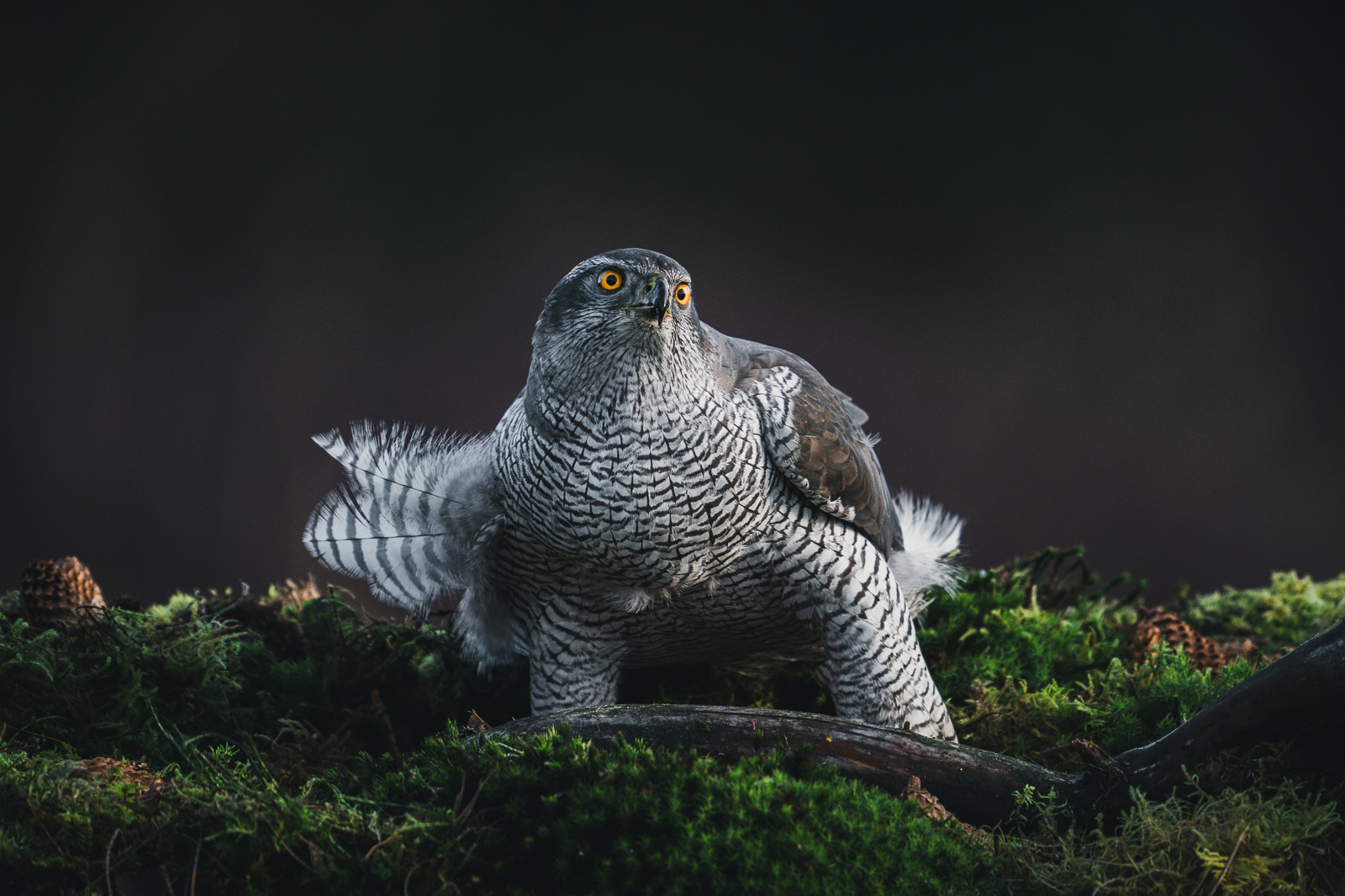 Adult goshawk