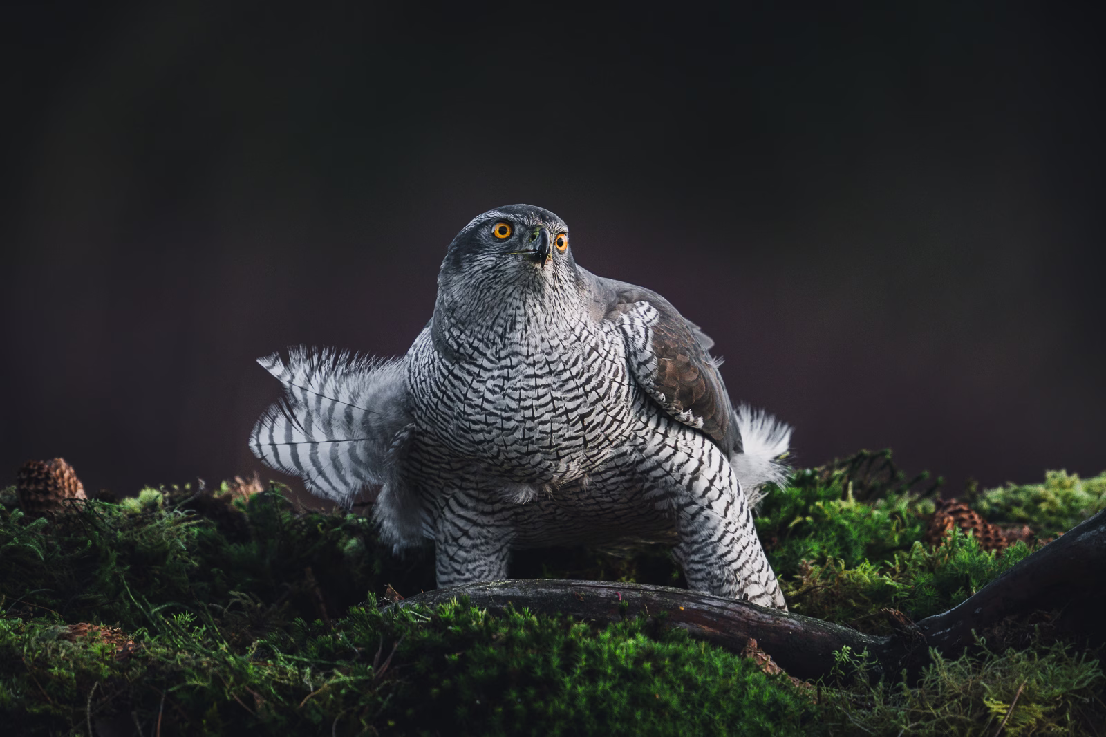 Adult goshawk