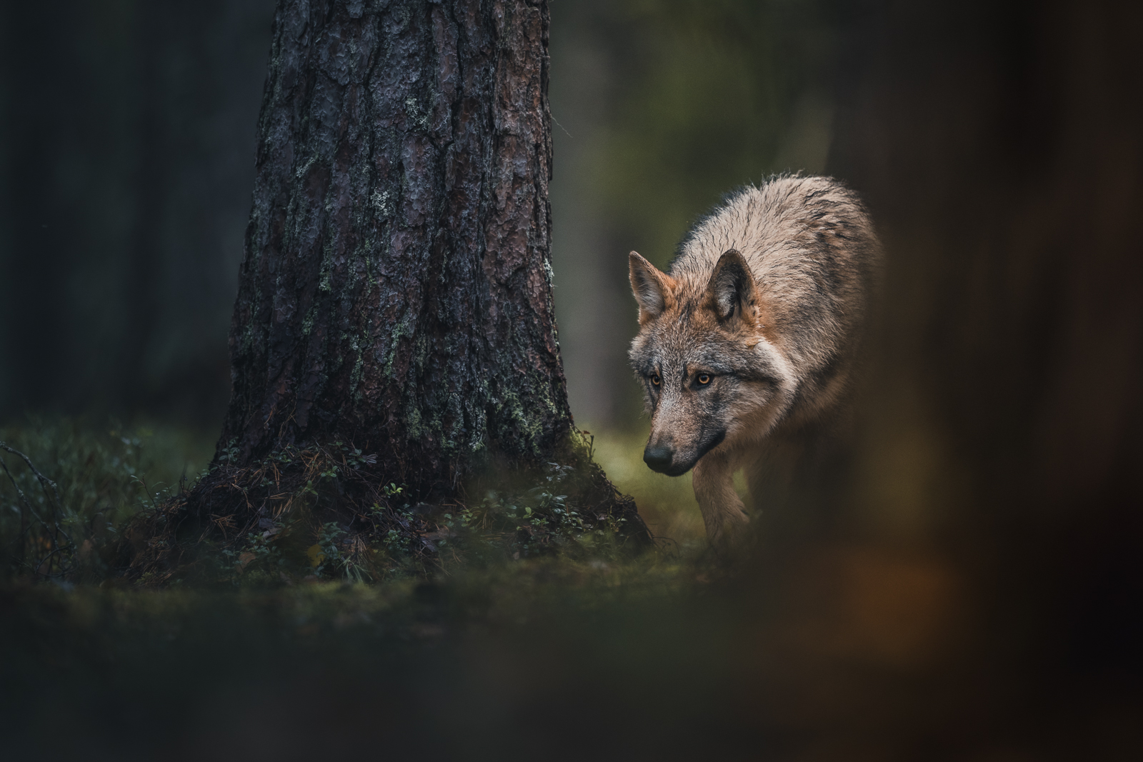 The wolf lurking in the shadows