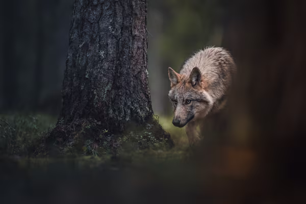 The wolf lurking in the shadows