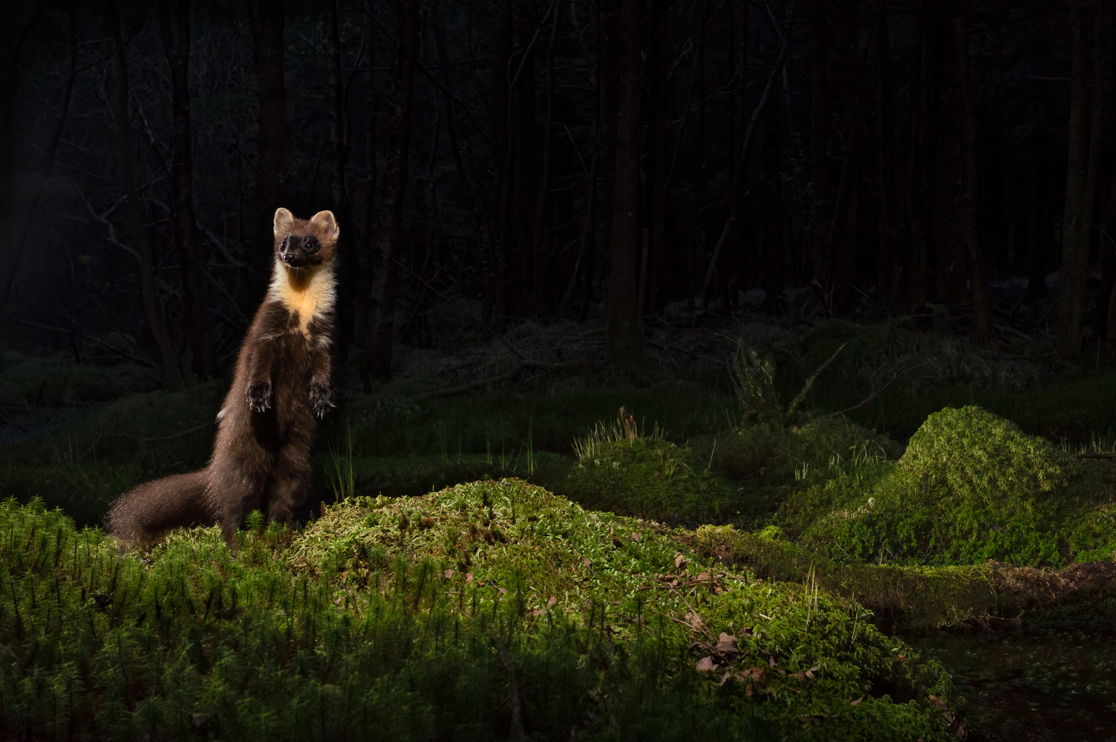 Pine marten on the forest floor at night