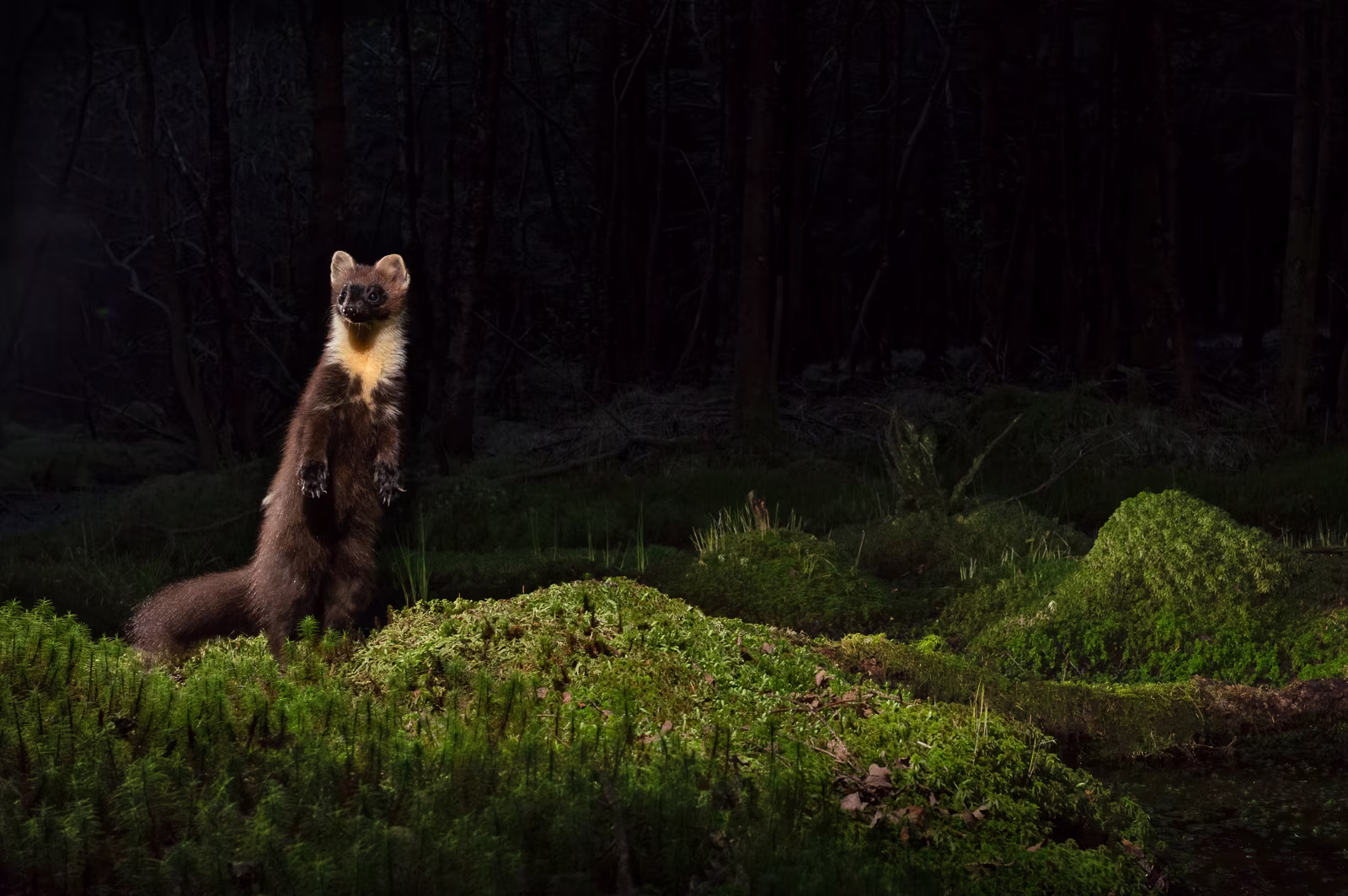 Pine marten on the forest floor at night