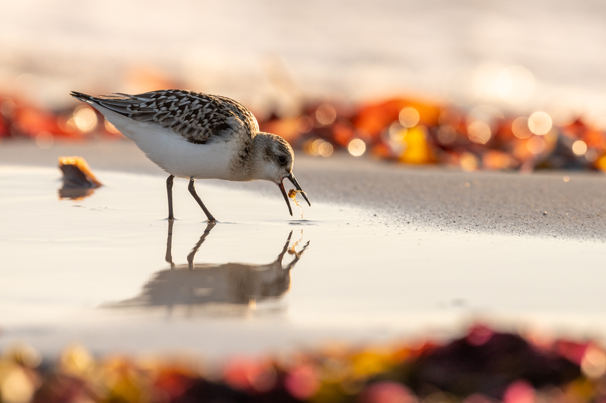 Sanderling catching a crab