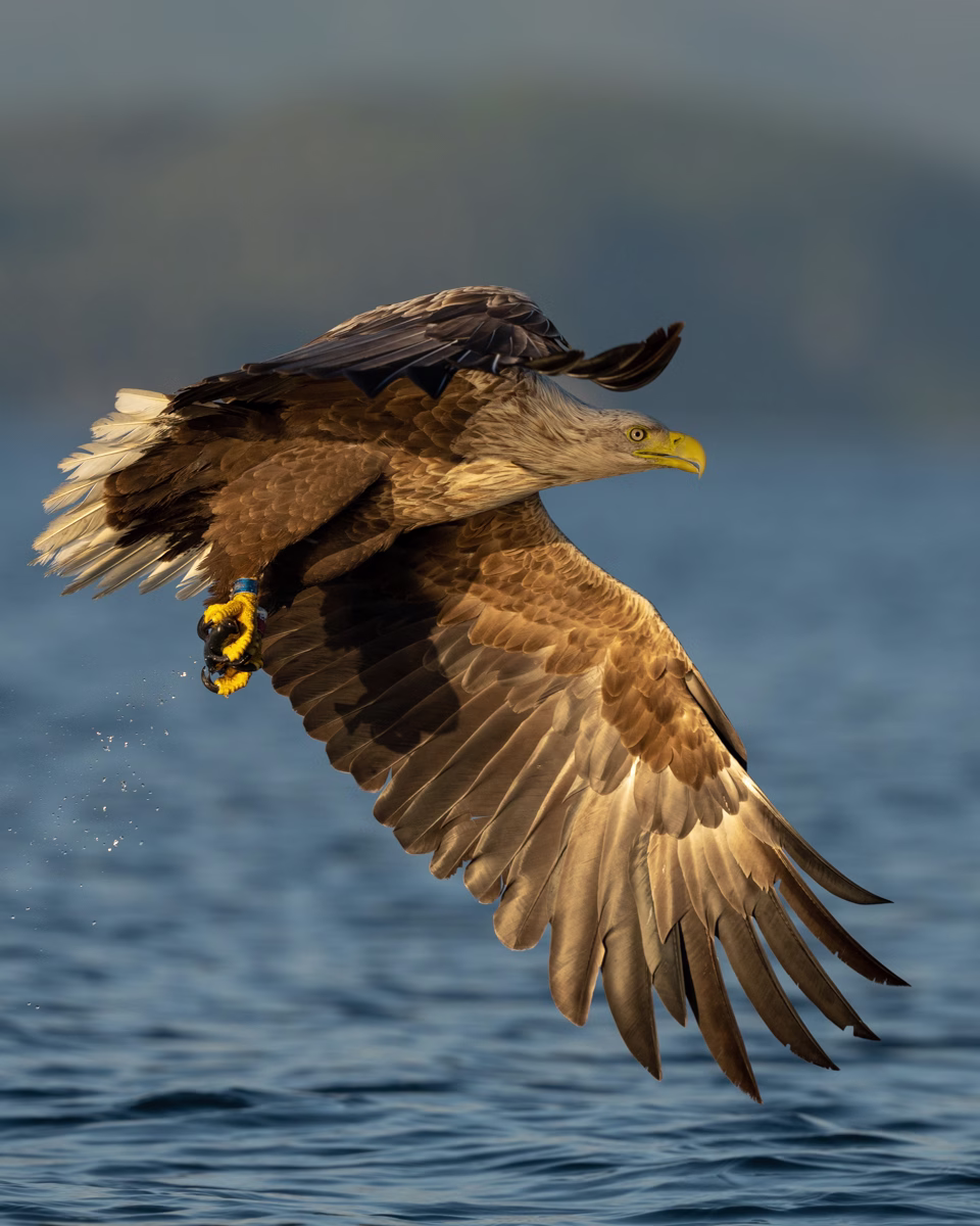White tailed eagle with a catch