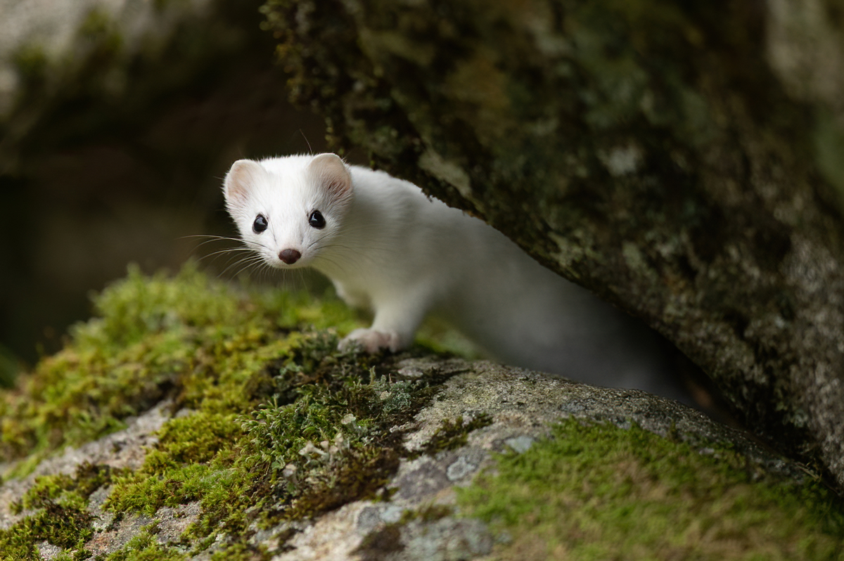 The stoat peeking out from the rocks