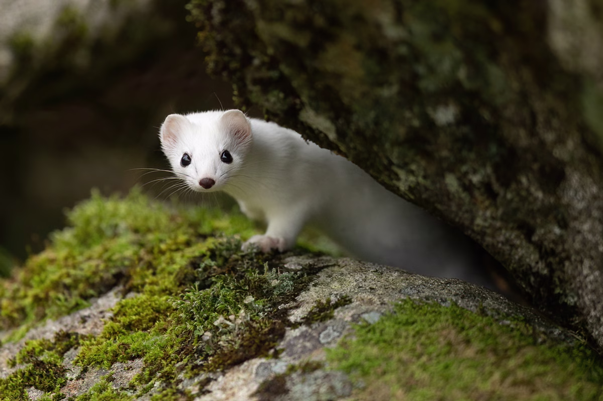 The stoat peeking out from the rocks