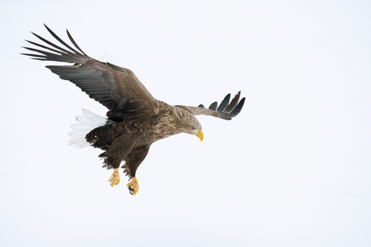 White tailed eagle in for landing