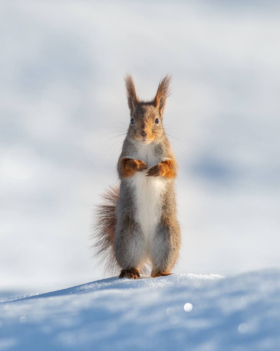 Squirrel on two legs in winter wonderland