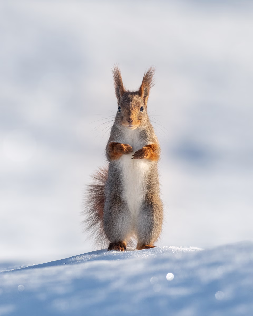 Squirrel on two legs in winter wonderland