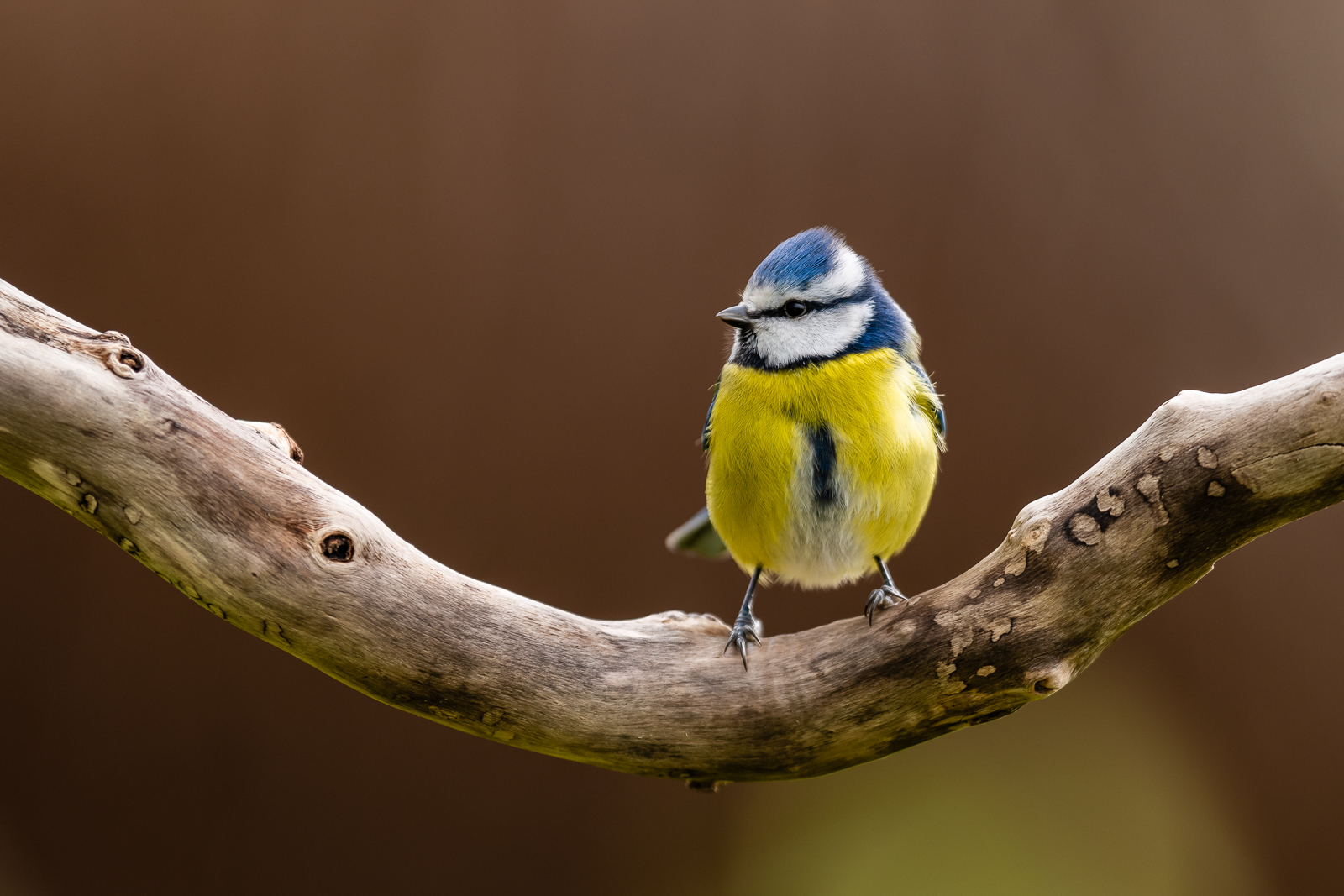Blue tit on a curved branch