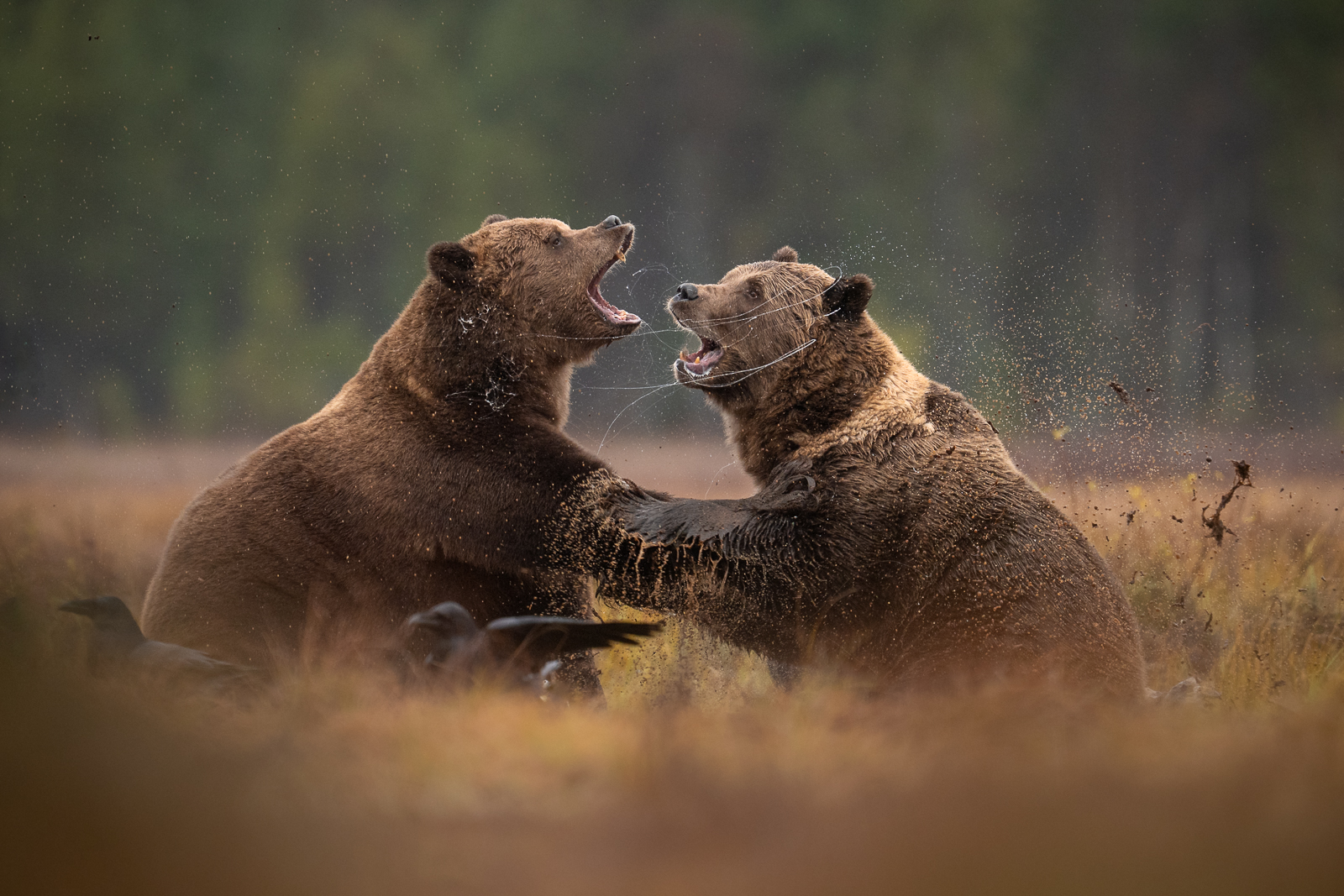 Big bears fighting