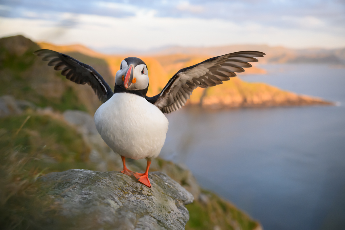 Puffin stretching wings in the evening light