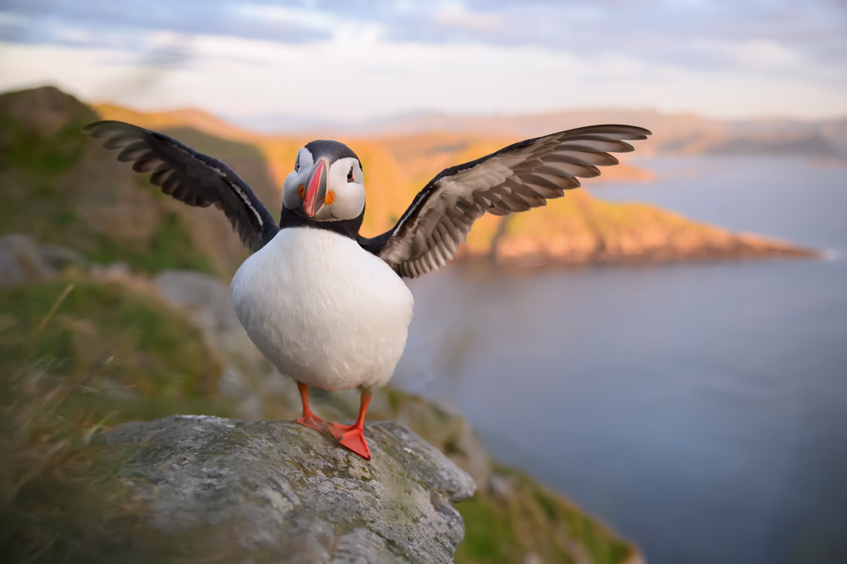Puffin stretching wings in the evening light