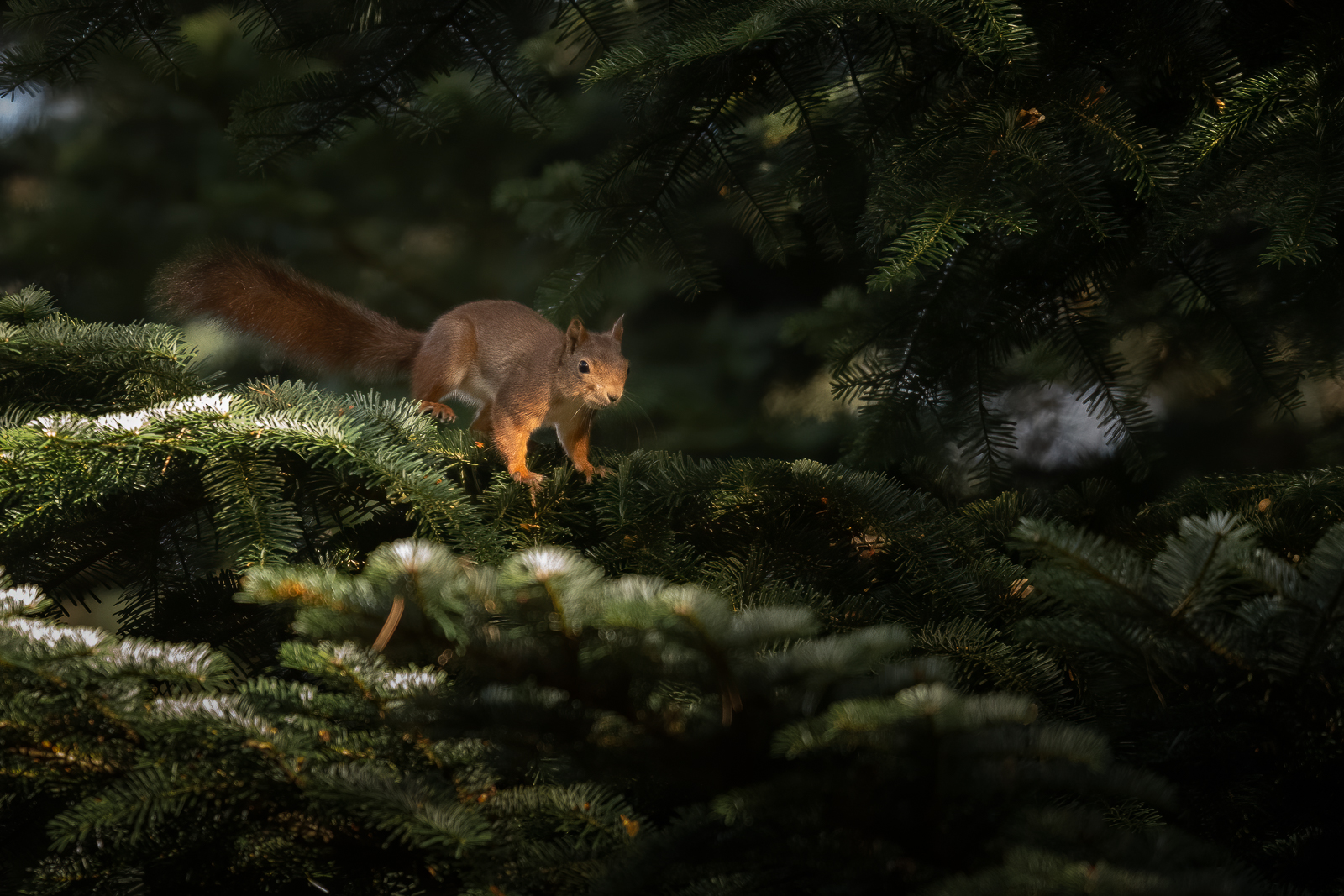 Red squirrel in the spruce trees