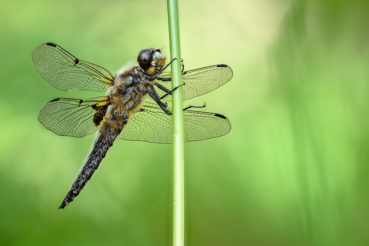 Four-spotted chaser dragonfly on a grass