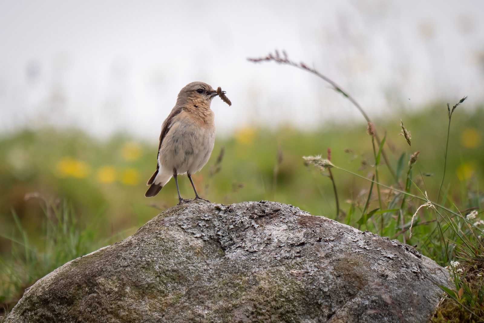 Wheatear with a catch